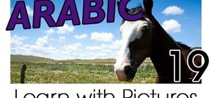 Learn farm animal vocabulary in Arabic
