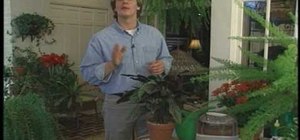 Create humidity for houseplants