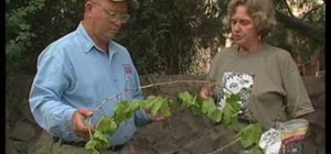 Identify problems with pecans & pruning grapevines