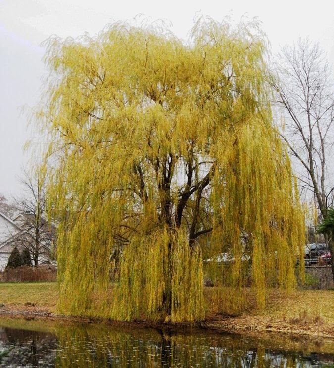 How to Make Aspirin from a Willow Tree
