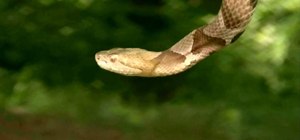 Identify a copperhead snake in your garden
