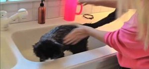Bathe your pet cat