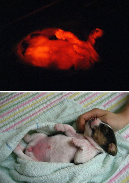 Fluorescent Puppies You Can Turn On and Off