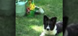 Get rid of dog urine yellow stains on your grass lawn