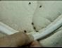 Keep bed bugs from biting