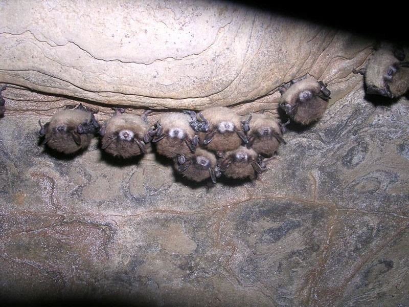 Bad News for Bats — Deadly Fungus Spreading This Summer