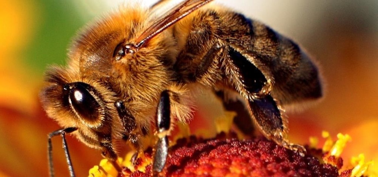 Say Goodbye to Almonds—Common Pesticide Additive in Orchards Linked to Honey Bee Colony Collapse