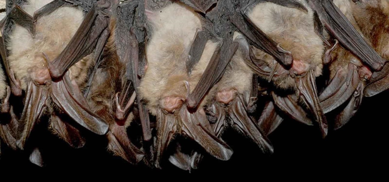 Bats & Viruses — Friend or Foe?