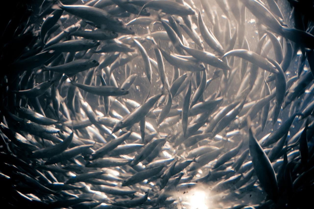The Problem with Farmed Fish — Their Food Is Spreading Antibiotic Resistance