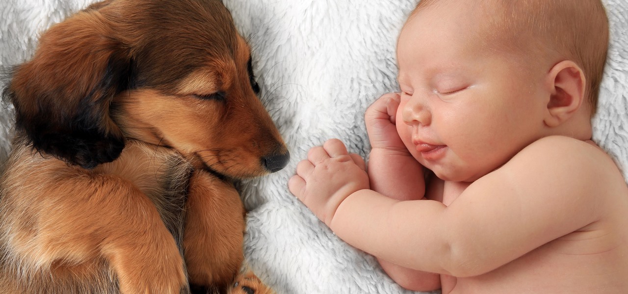 Dogs Provide Surprising Benefit to Infants' Gut Bacteria