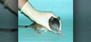 Handle and restrain a rat for injections