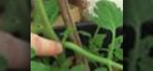 Pinch out the branches on your tomato plants