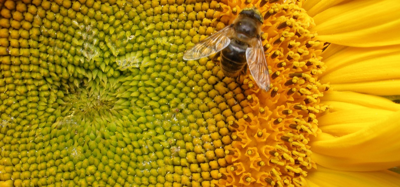 Biggest Bee Study Yet Shows Devastating Effects of Neonicotinoids Across the Globe