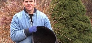 Fertilize your vegetable garden with composted manure