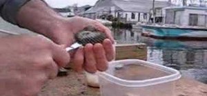 Shuck fresh Long Island Bay scallops